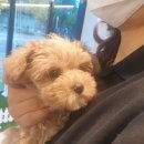 플레이독 남양주점 이미지