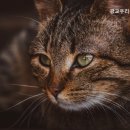 광교 우리들동물병원 이미지