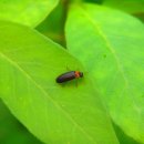 반딧불이 이미지