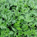 삼대한의원 이미지