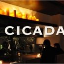 시카다(cicada) 이미지