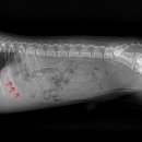 이솜 동물병원 이미지