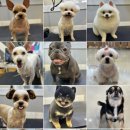 멍멍이 클럽 이미지