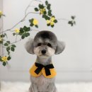 댕그루밍 이미지