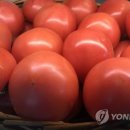 토마토 이미지
