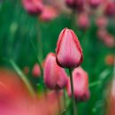 튤립 이미지