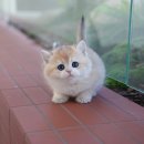 온천장고양이 이미지