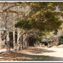 쌍계사 상록수림 이미지