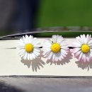 사고력쑥쑥(창의퍼즐&보드) 이미지