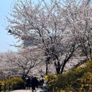 고성중고등학교 | 🌸판교 근교 벚꽃구경 명소 모음 | 행궁동•화담숲•서울대공원