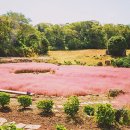 핑크뮬리 이미지