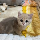 강남고양이분양 나비캣 이미지