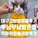 고양이무마취미용 무냥무냥 대구점 | 대구고양이미용 무냥무냥 방촌점, 예민냥 자두의 무마취 미용 리얼 후기