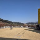 모아이풀빌라 | 가평 애견동반펜션 추천 딸기랑 다녀온 모아이풀빌라펜션 2026 리뉴얼 후기(내돈내산)