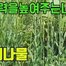 장대나물(남개채)- 장대처럼 쭉쭉 면역력을 높여주는 맛있는나물 조회수 1.3천회 3년 전 이미지