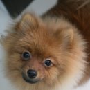 마론애견 이미지