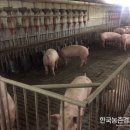 행복한 돼지 이미지