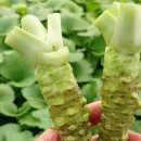 정가농장 이미지