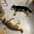 도그하우스 이미지