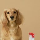 강아지톡 이미지