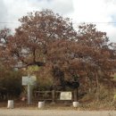 초례산과 의병장 황경림의 느티나무 이미지