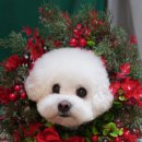 강아지미용실 이미지