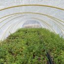 가오목장 이미지