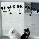 샤워하개 | 오늘의 자콩두 | 안산 샤워하개 미용 후기, 세마리 함께 다녀온 리얼 기록!