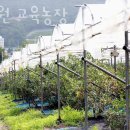 길농장2 | 블루베리체험 수우원 교육농장 경기도당일치기 블루베리체험농장 위치 예약 비용 정보