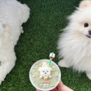 댕가앤쿡 이미지