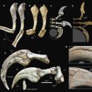 몽골 고비 사막에서 발견된 독특한 두 발톱 공룡 Duonychus tsogtbaatari