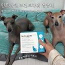 인트라젠 | 강아지 관절 영양제 뭐가 좋을까? [인트라젠 조인트파워 영양제] 급여 후기