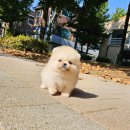 나눔펫 책임분양소 강아지분양 김포점 네이버블로그