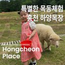 홍천자연랜드 | 강원도 홍천 24개월 아기랑 목장체험 ㅣ 홍천 하양...하양목장 주차정보 목동체험 먹이주기 체험 후기