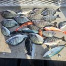 도심어부 이미지