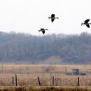 [Guardian] Wildlife haven in the Korean DMZ under threat 이미지