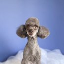 꿈꾸는 댕 이미지