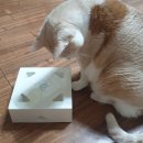 냥님용 인공지능 고양이장난감 포포스 스마트캣 매직박스 이미지