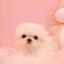 내품안의반려견광명점 이미지