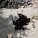 강림면343 이미지