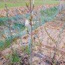 분꽃농장 이미지