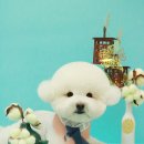 그루밍츄 이미지