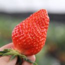 원덕리도 이미지