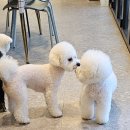 DOG 깨비 이미지