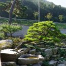 팽나무 농장 이미지