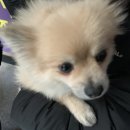 포캣멍 네이버블로그