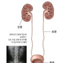 대경비뇨기과