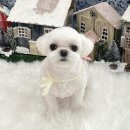 헬로퍼피1 이미지