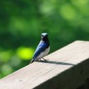 신안철새박물관 | 조류충돌방지필름 페더프랜들리 흑산도 신안철새박물관 시공 후기