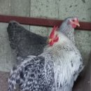 상방농장 이미지